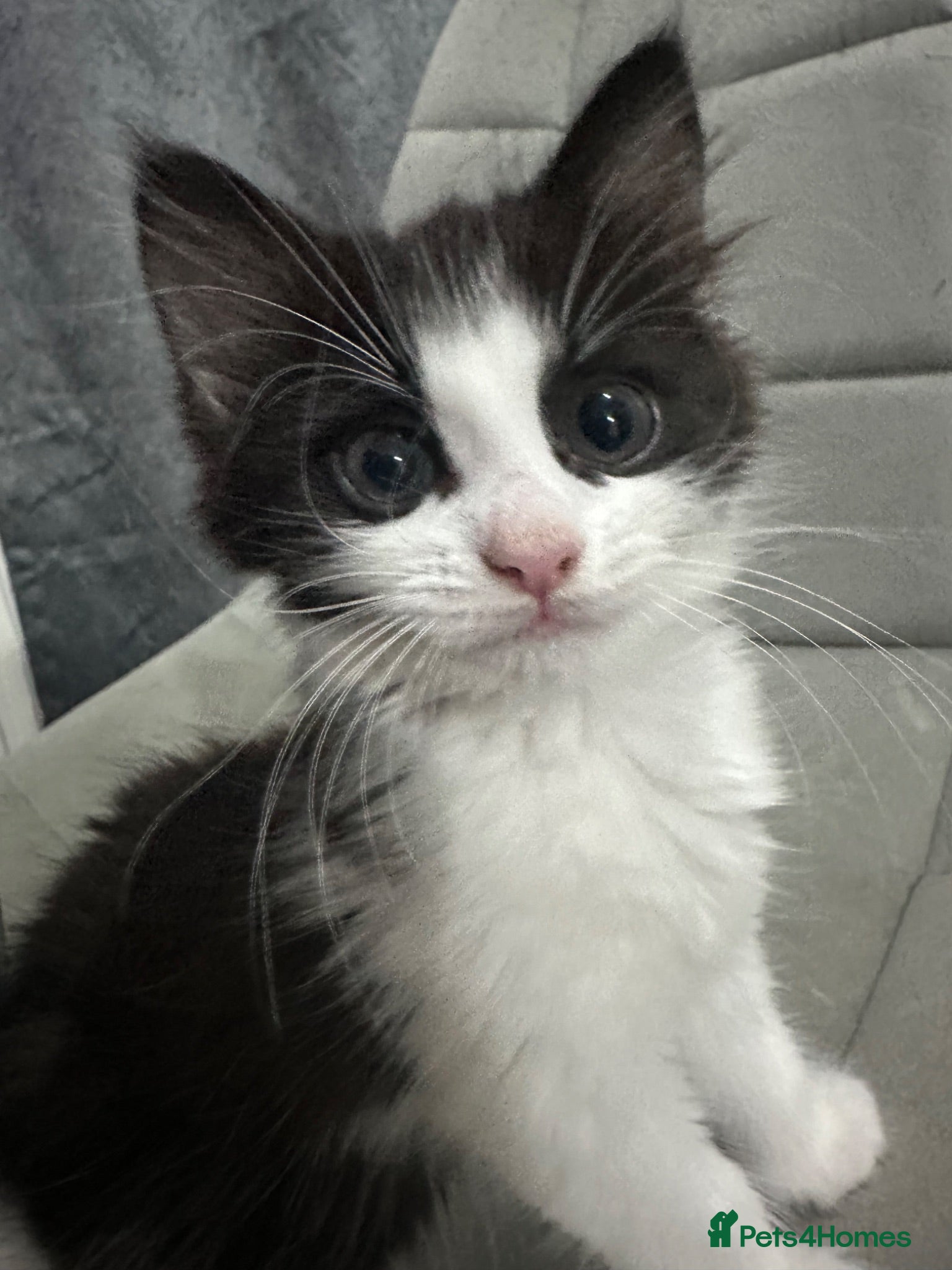 Siberian cats Gorgeous Siberian Kitten - Mother Available  - Advert 18