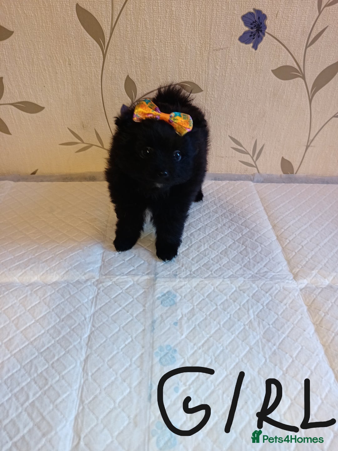 Pomeranian dogs for sale: Barnsley  - Advert 5