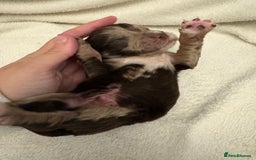 Cocker Spaniel dogs for sale: Cocker Spaniel Pups Seeking Forever Homes!💖 - Image 14