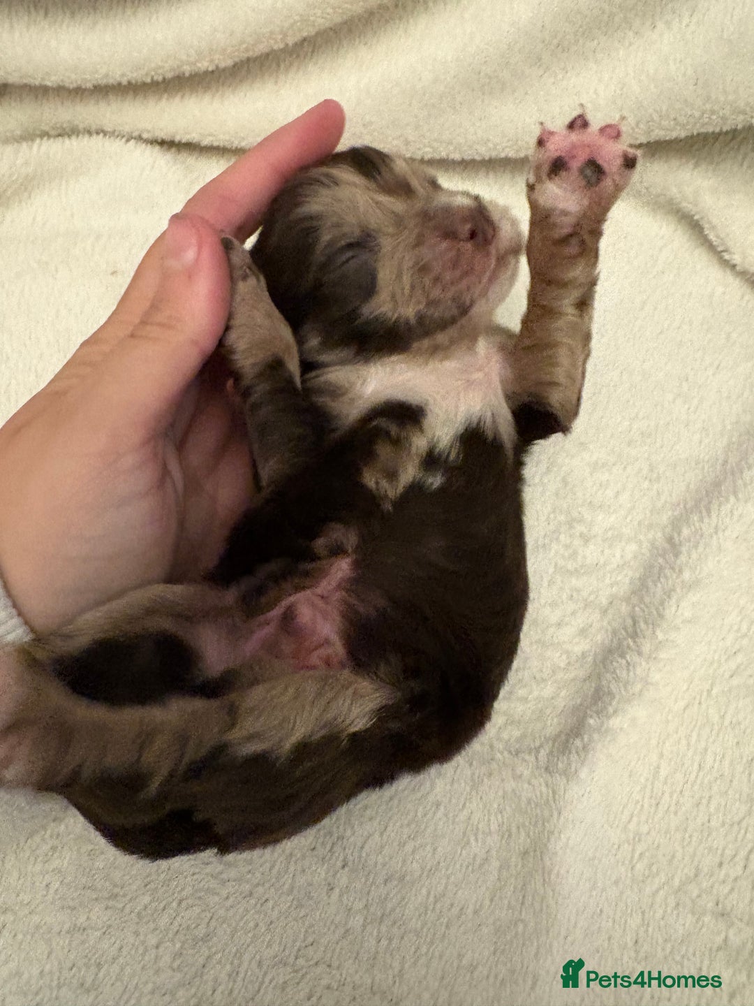 Cocker Spaniel dogs for sale: Cocker Spaniel Pups Seeking Forever Homes!💖 - Image 14