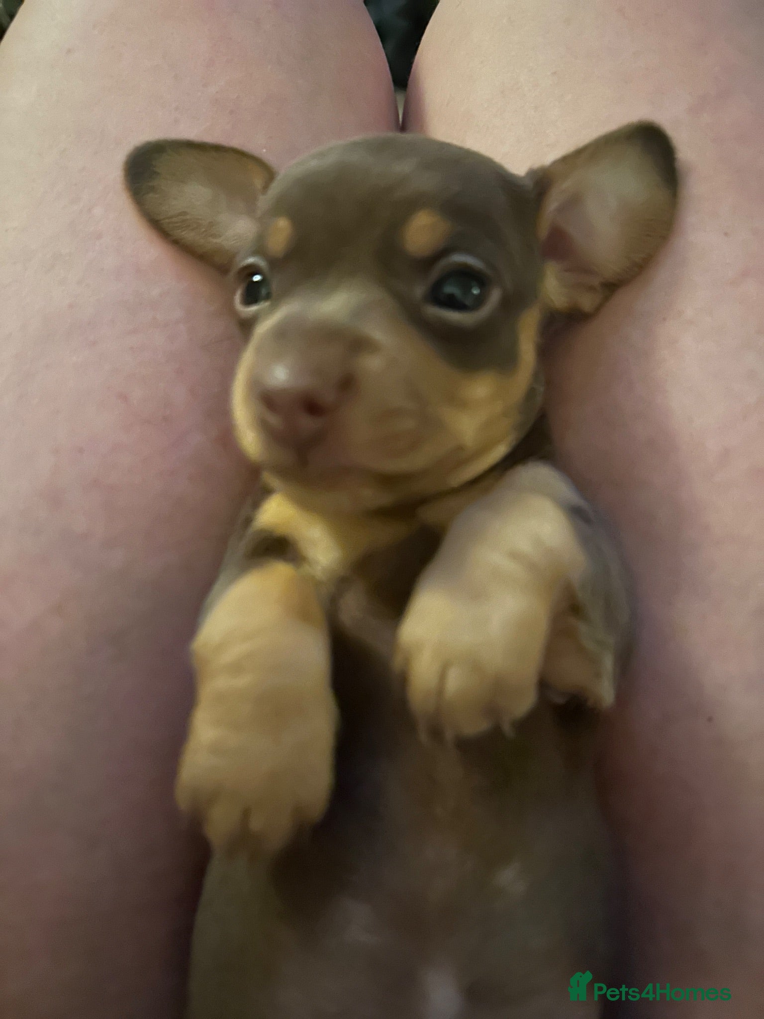 Miniature Dachshund dogs 🐾exceptional KC REGISTERED PRA clear  - Advert 2
