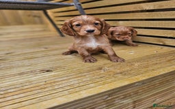 Cocker Spaniel dogs for sale: Health tested working cocker spaniels  - Image 17