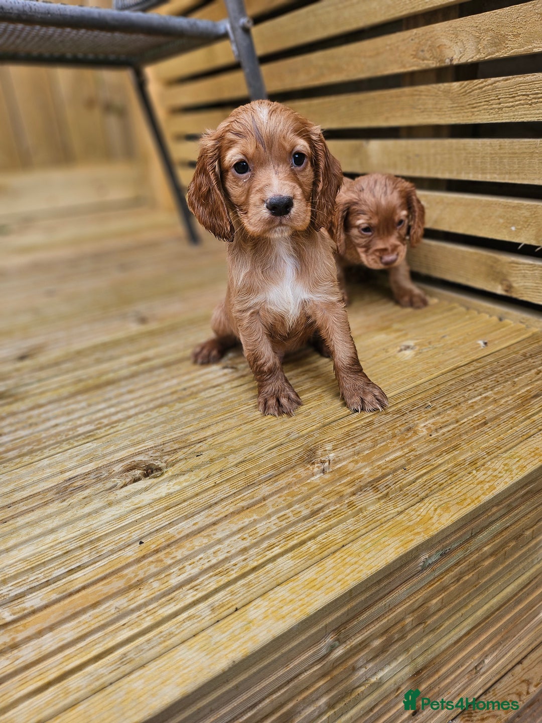 Cocker Spaniel dogs for sale: Health tested working cocker spaniels  - Image 17