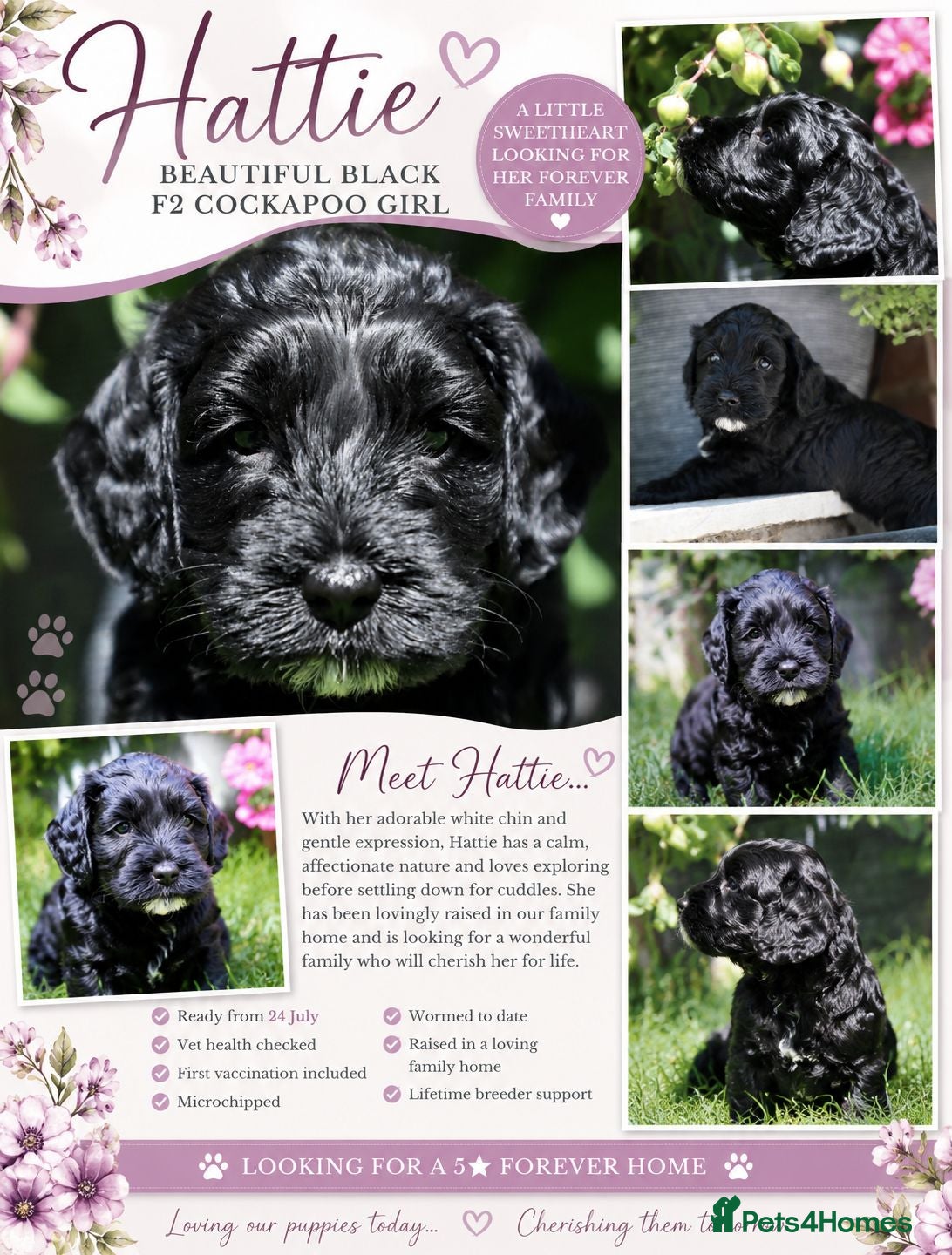 Cockapoo dogs 🐾F2 Cockapoos Puppies Wiltshire💗💗💗💙💙 - Advert 1