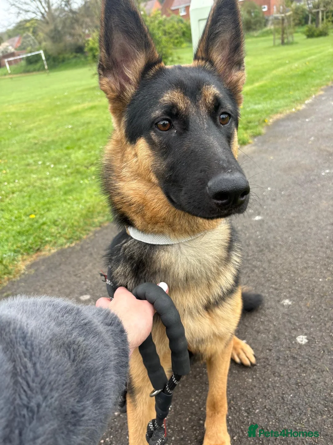 German Shepherd dogs for sale: German shepherd pup - Advert 1