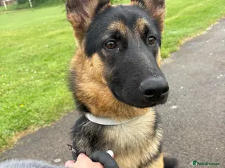 German Shepherd dogs German shepherd pup - Advert 1