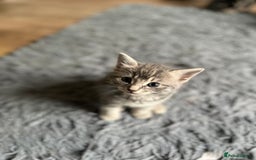 Bengal cats for sale: Gemini grey beauties - Image 18