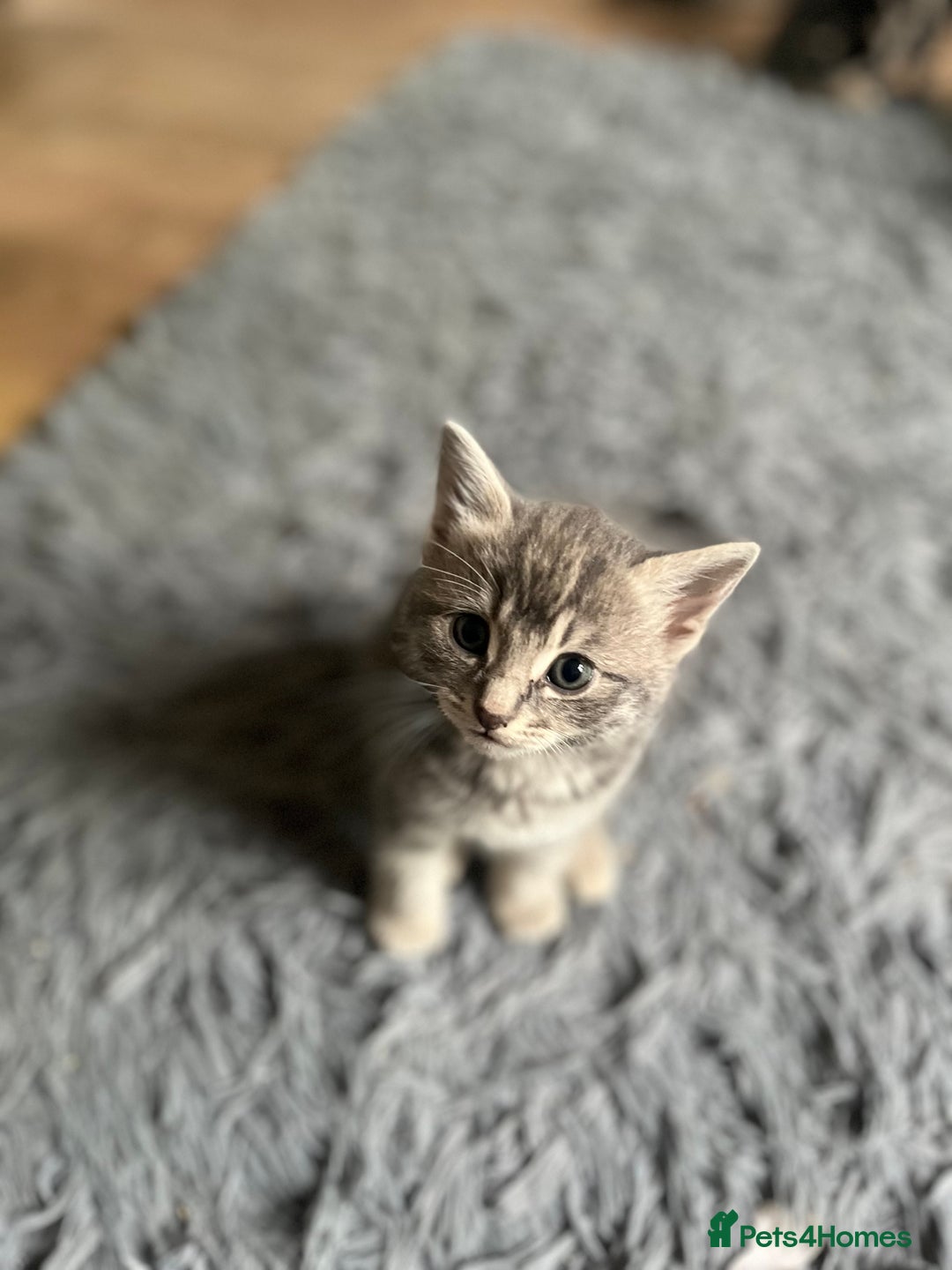 Bengal cats for sale: Gemini grey beauties - Image 18