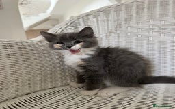 Ragdoll cats for sale: Gorgeous half pedigree Ragdoll kittens - Image 15