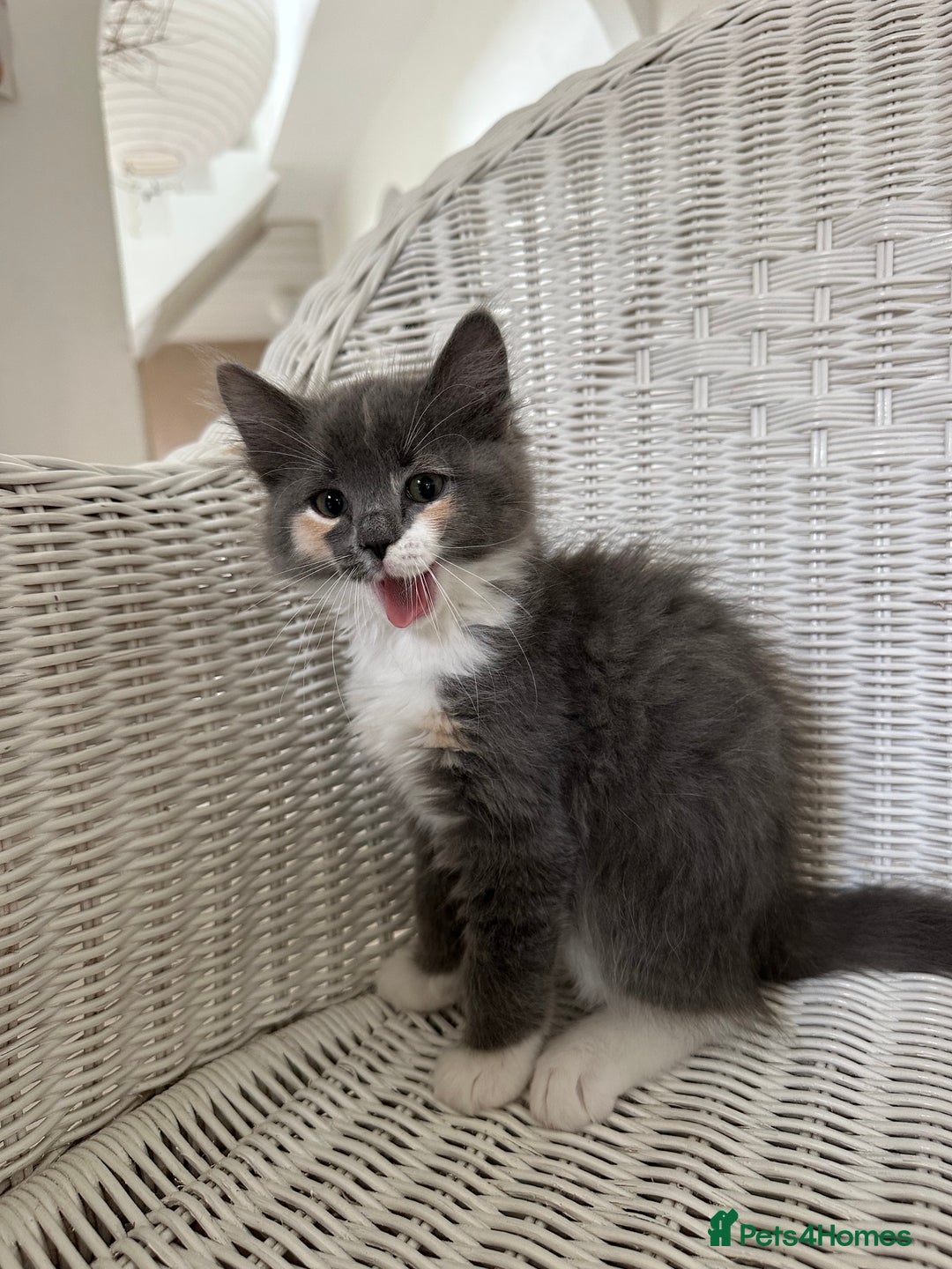 Ragdoll cats for sale: Gorgeous half pedigree Ragdoll kittens - Image 15