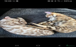 Bengal cats for sale: Bengal Kittens Tica Registered  - Image 31