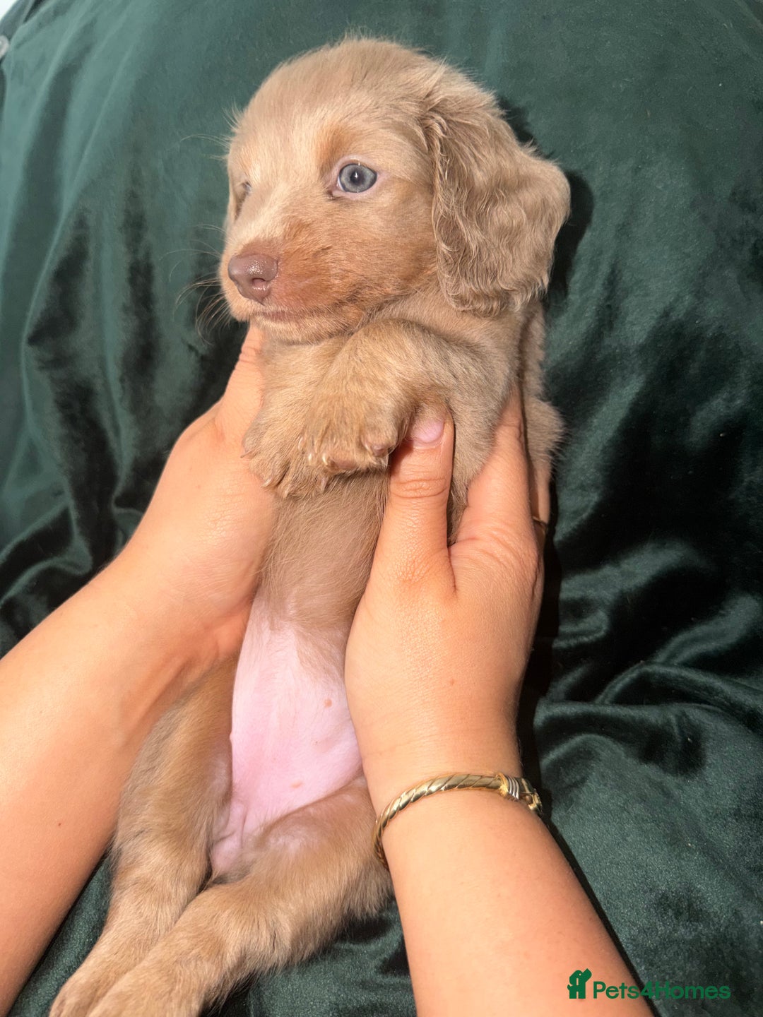 Miniature Dachshund dogs for sale: Fluffy Miniature Dachshund - Advert 20