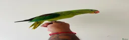 Parrots birds for sale: Hand Reared Alexandrine for sale  - Advert 13
