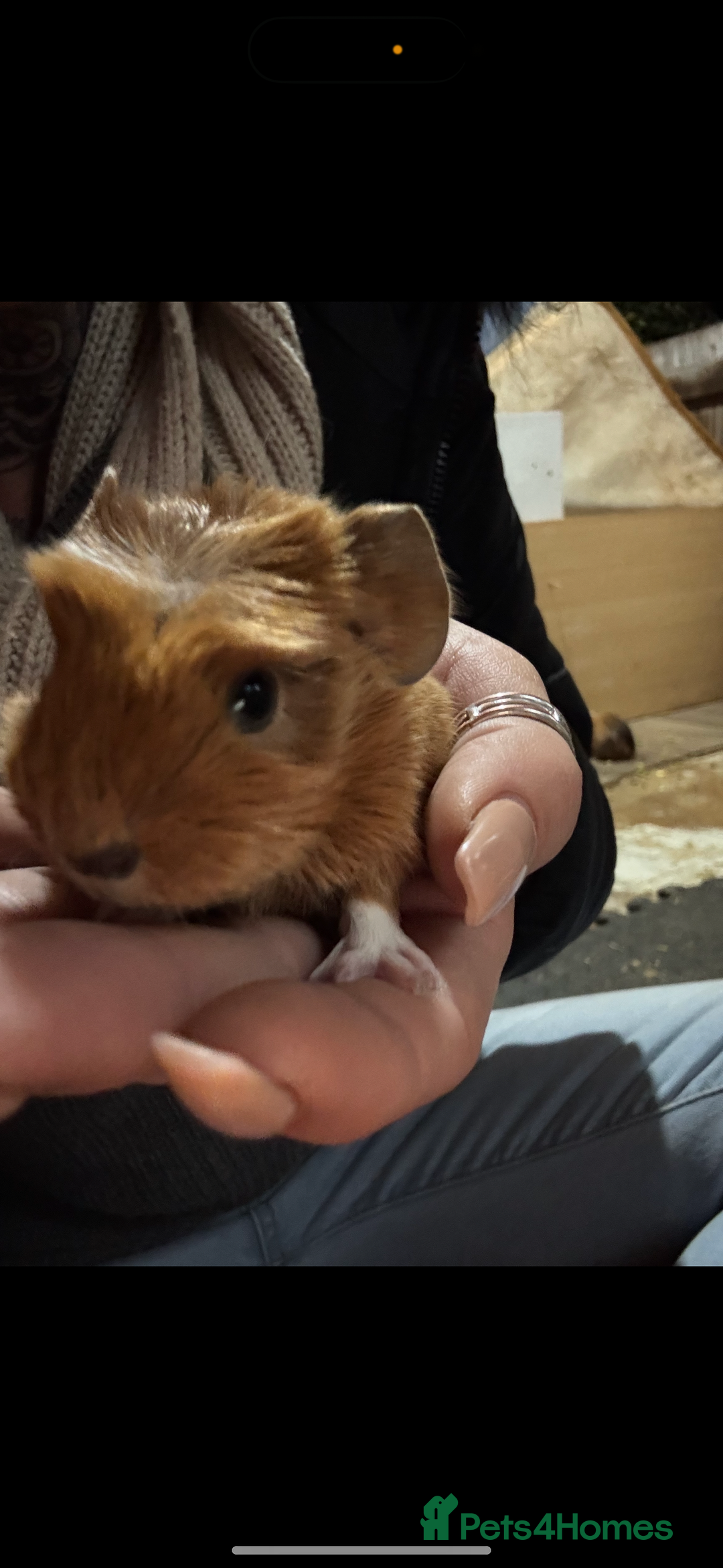 Guinea Pig rodents for sale: Guinea pigs - Advert 2
