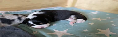 Australian Shepherd Puppy 2 Power