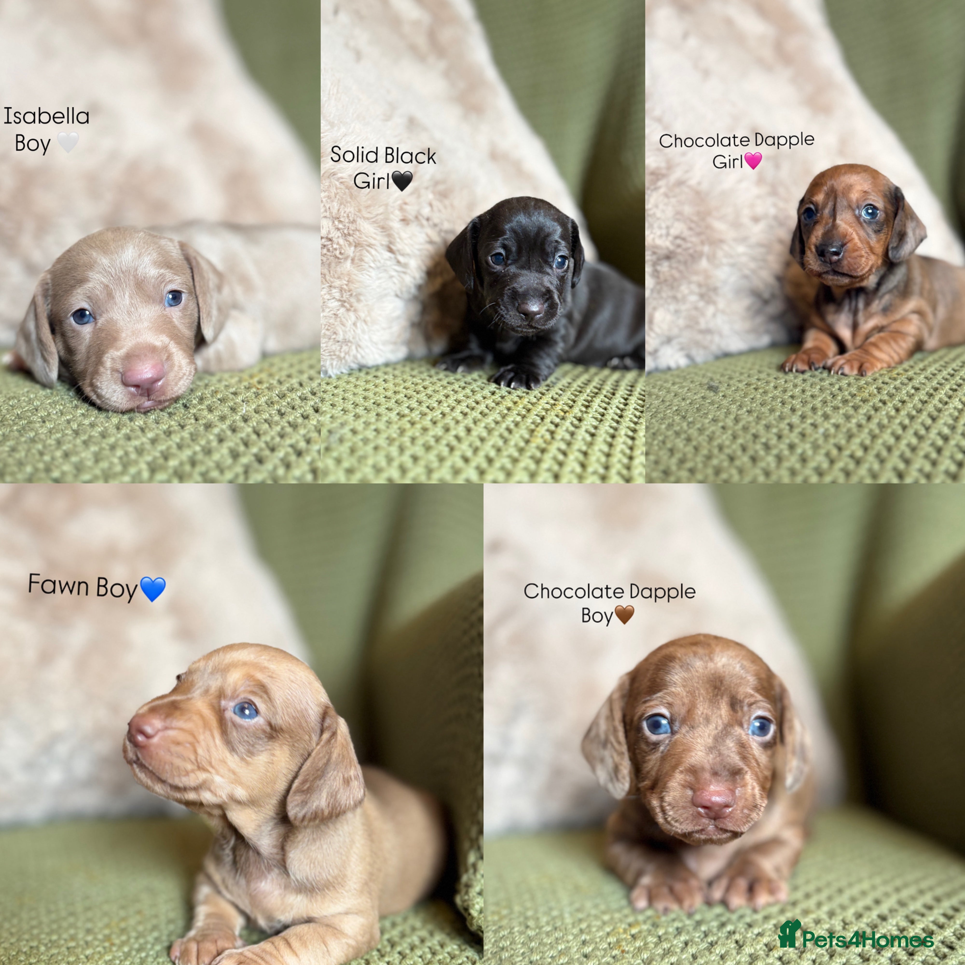 Miniature Dachshund dogs Smooth Haired Miniature Dachshunds - Advert 2