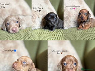 Miniature Dachshund dogs Smooth Haired Miniature Dachshunds - Advert 5