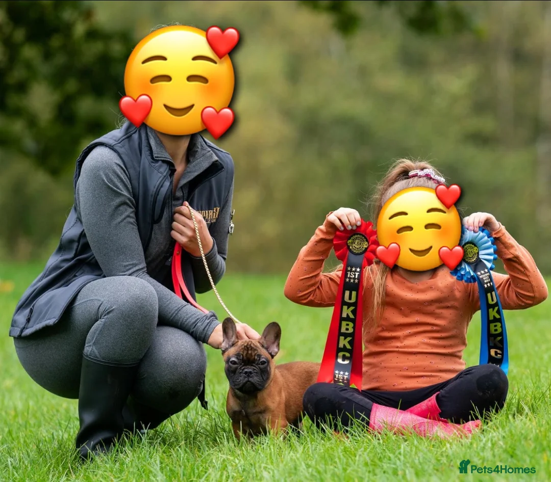 French Bulldog dogs for stud: 💥3x Ch Rocky of Empire OB UK💥FBCE Silver Tested in Doncaster - Advert 24