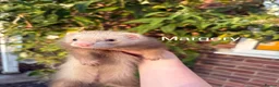 Ferret rodents for sale: ANGELICFERRETS. ONLY 4 JILLS LEFT. READY NOW - Advert 8