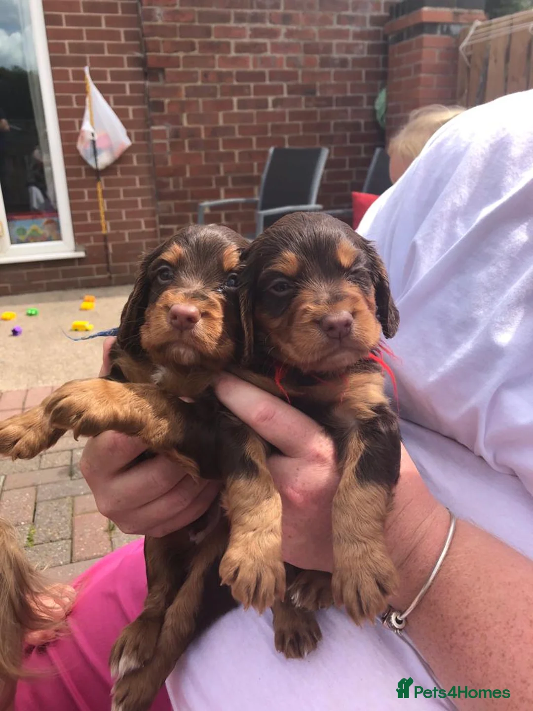 Cocker Spaniel dogs for stud: Choc & tan health tested working cocker in Doncaster - Advert 19