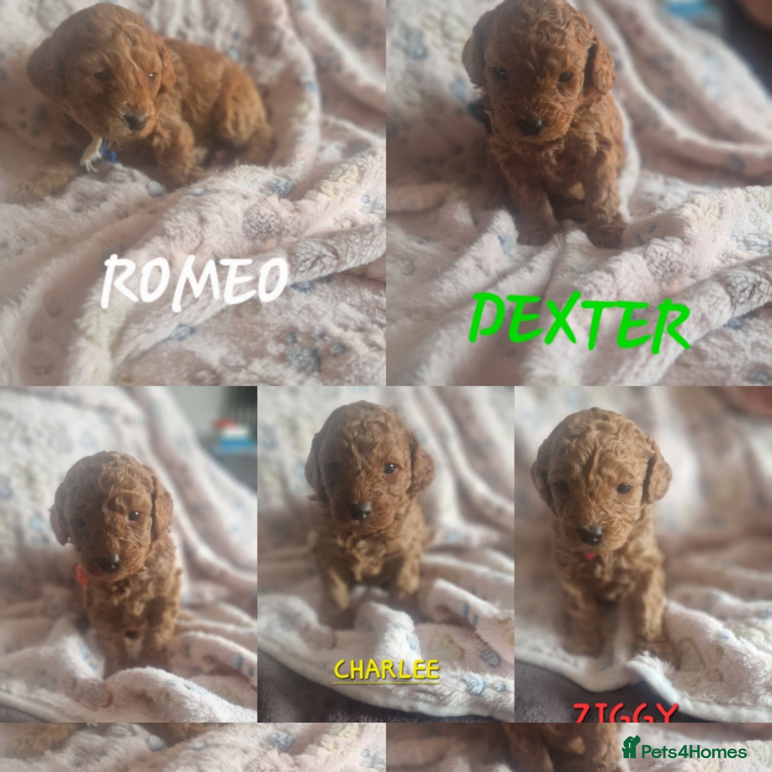 Cavapoo dogs Cavapoo's FB3 Fox red - Advert 2