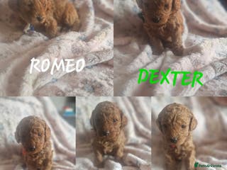 Cavapoo dogs Cavapoo's FB3 Fox red - Advert 16