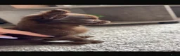 Chihuahua dogs for sale: Chocolate chihuahua  - Advert 5