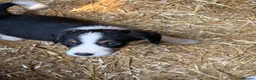 Border Collie dogs for sale: Border collie puppies  - Advert 15