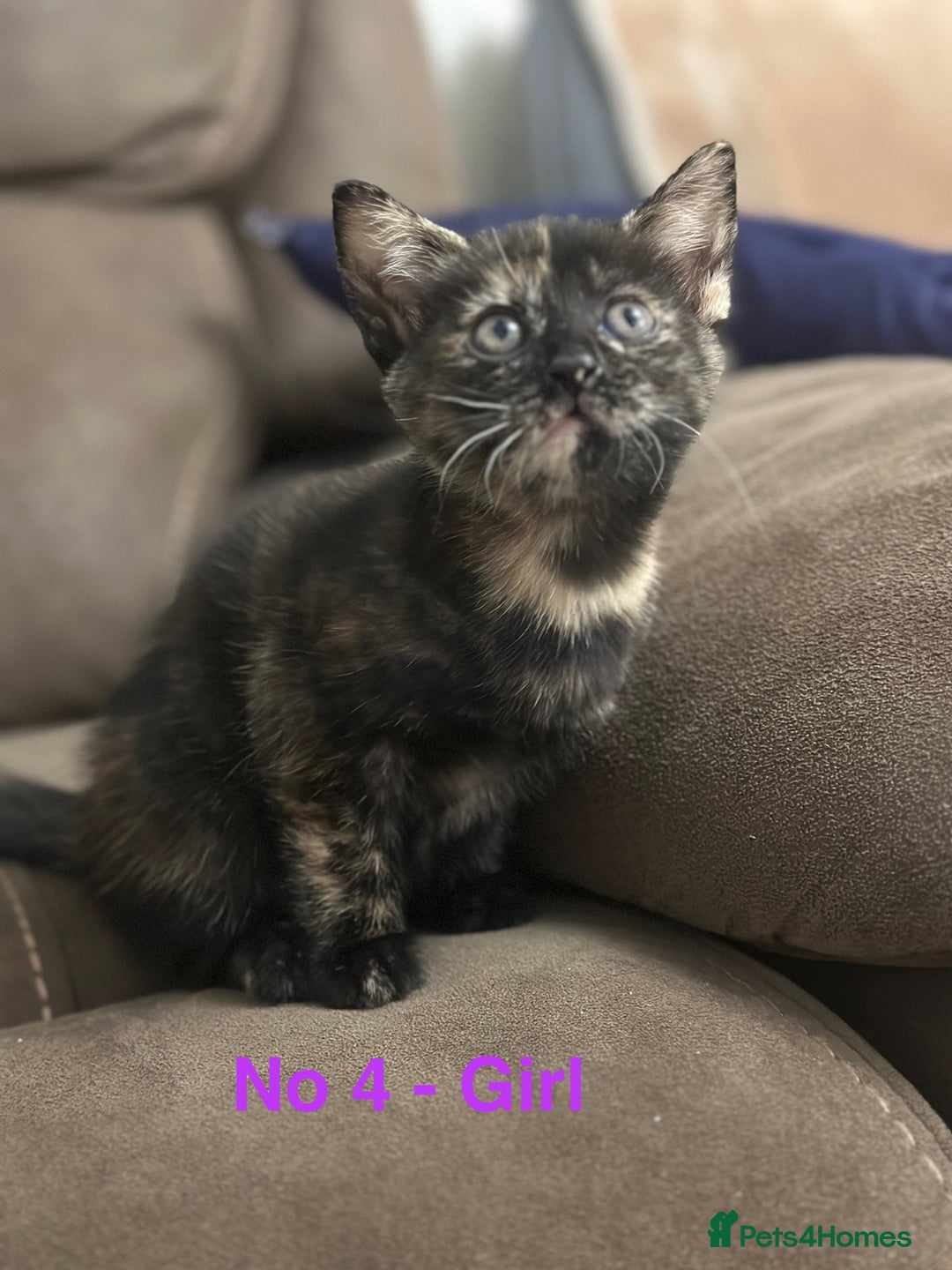 Domestic Shorthair cats for sale: Kittens for sale - Image 6