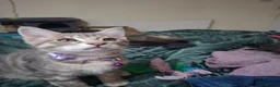 Mixed Breed cats for sale: 4 boys,XL Bengal × Maine Coon  - Advert 18