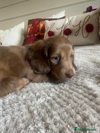 Miniature Dachshund dogs Top quality long haired miniature dachshunds - Advert 3