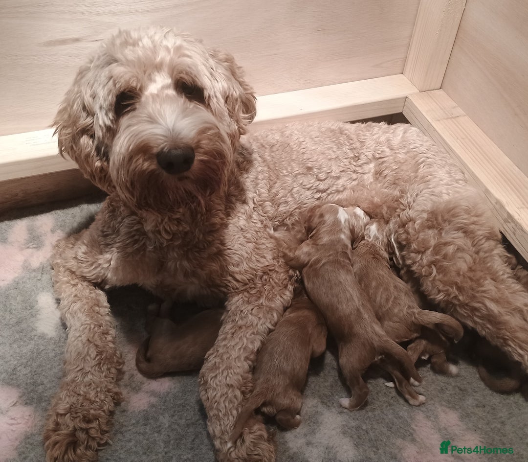 Mixed Breed dogs for sale: Australian doubledoodle puppies - Image 2