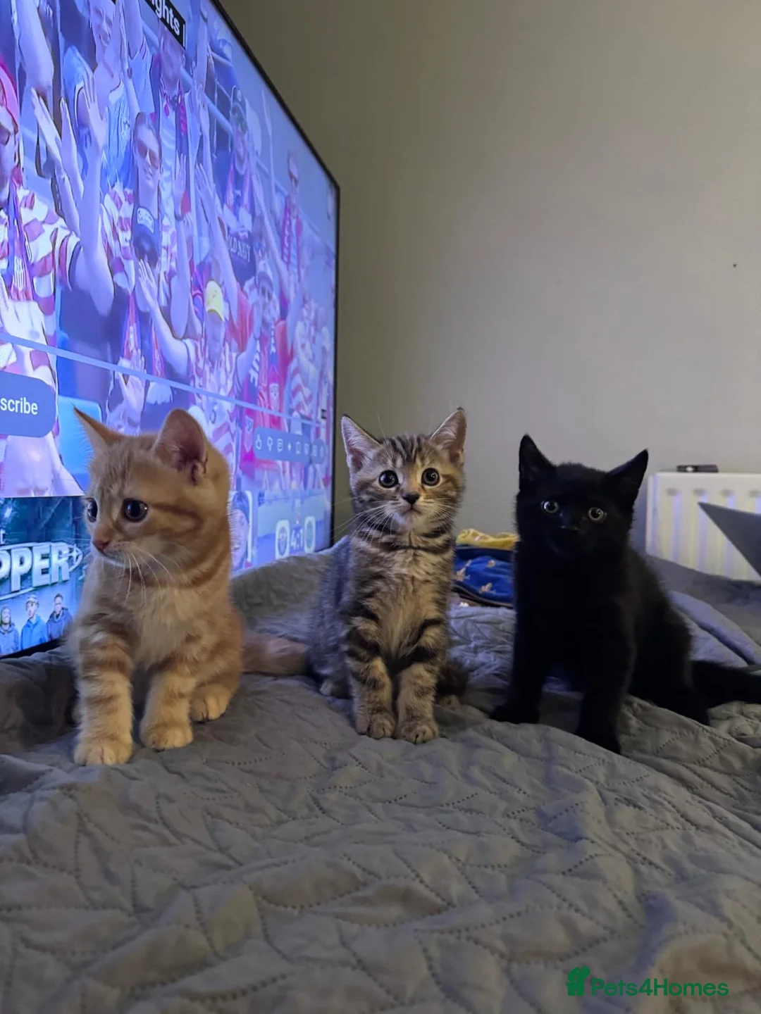 Mixed Breed cats for sale: Kitten 1 - Advert 1