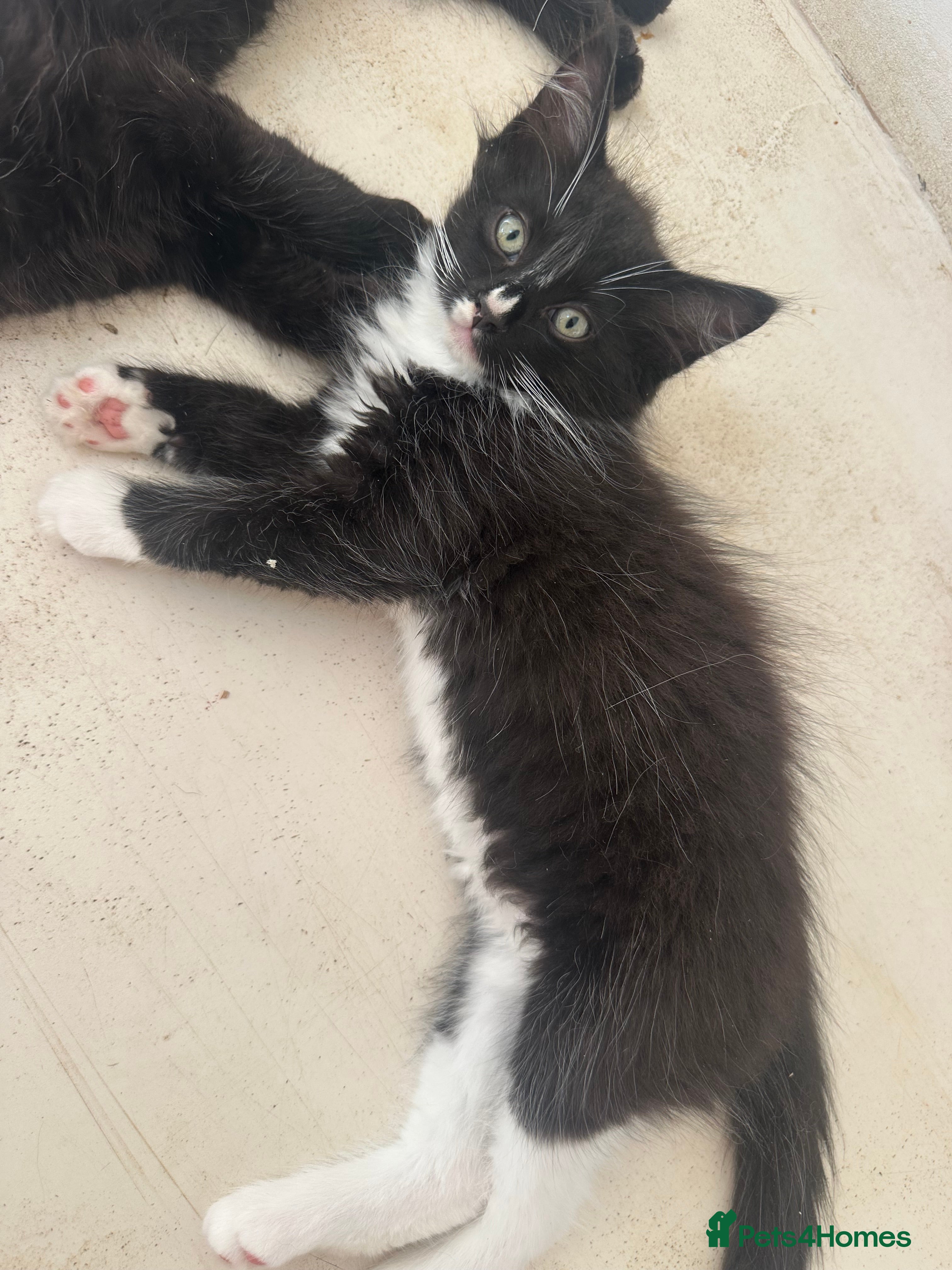 Ragdoll cats Rare 3/4 Ragdoll Kittens ultimate Lap-catss - Advert 2