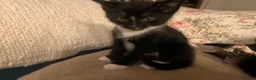 Mixed Breed cats for sale: 2 Tuxedo Tabby Boys in Shifnal - Advert 7