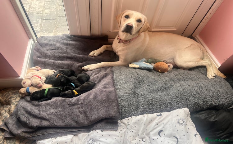 Labrador Retriever dogs - Advert 4