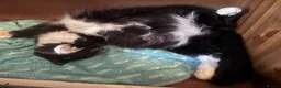 Nebelung cats for sale: 💎Nebelung X PersianxMaincoon💎 - Advert 29