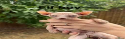 Sphynx cats for sale: One odd eye, 1 elf and 3 other kitty’s  - Advert 5