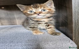 Mixed Breed cats for sale: 4 beautiful kittens  - Image 1