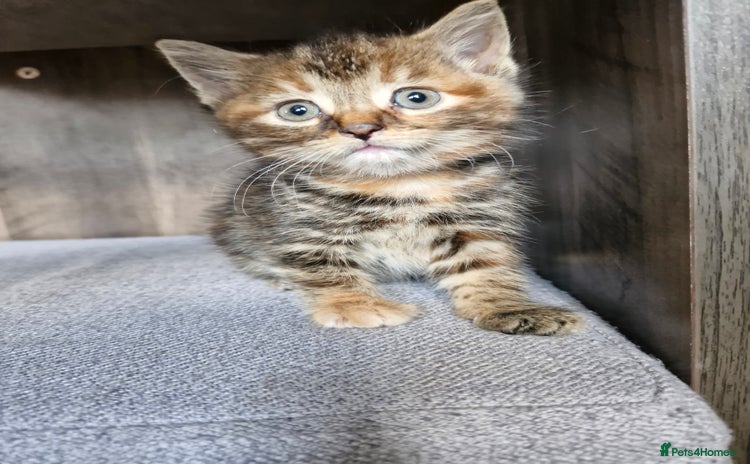 Mixed Breed cats for sale - Advert 1