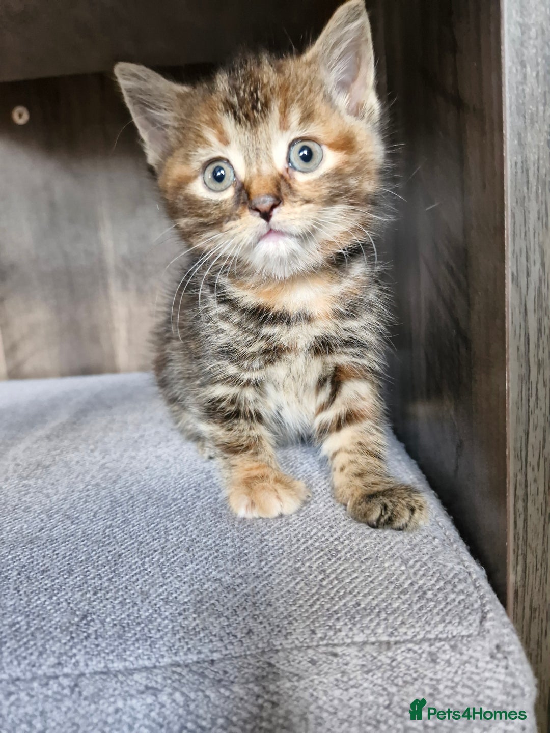 Mixed Breed cats for sale: 4 beautiful kittens  - Image 1