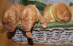 Labrador Retriever dogs for sale: 🐾 KC Registered Fox Red Lab Puppies 🐾 - Image 5