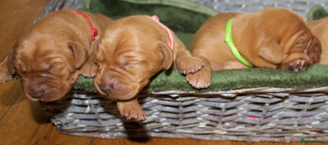 Labrador Retriever dogs for sale: 🐾 KC Registered Fox Red Lab Puppies 🐾 - Image 5
