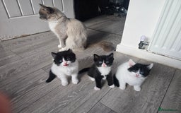 Ragdoll cats for sale: Cross ragdolls  - Image 6