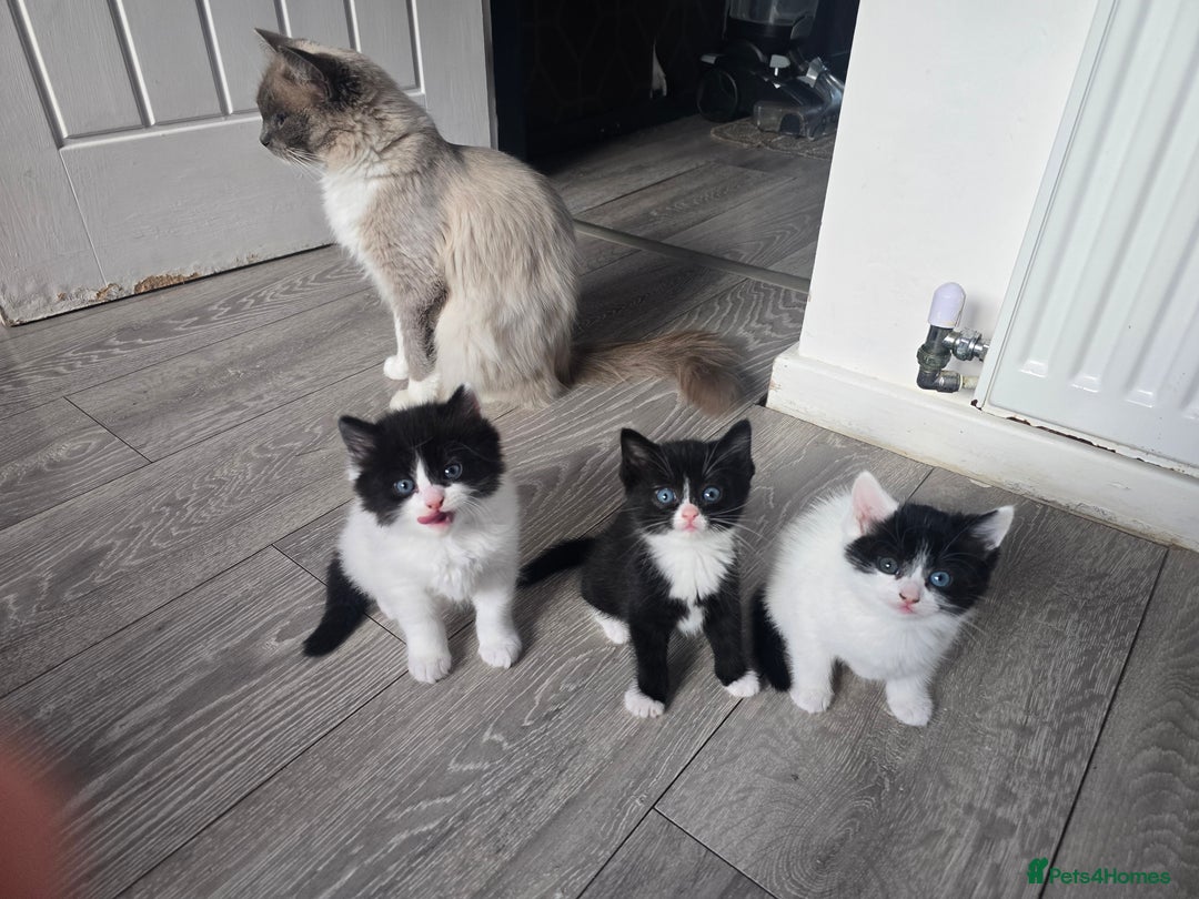 Ragdoll cats for sale: Cross ragdolls  - Image 6