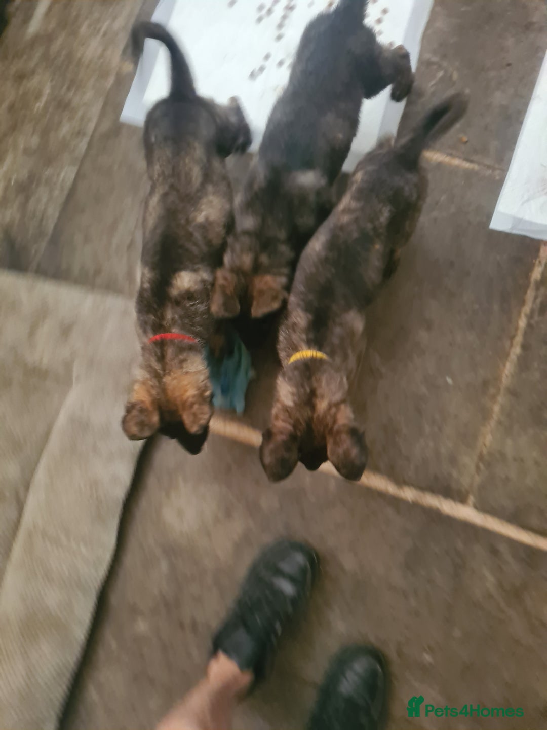 German Shepherd dogs for sale: German sheperd puppies in Rotherham - Image 7