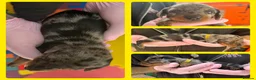 Miniature Dachshund dogs for sale: KC Mini Dachshund Silver Dapple Brindle Puppies  in Umberleigh - Advert 2