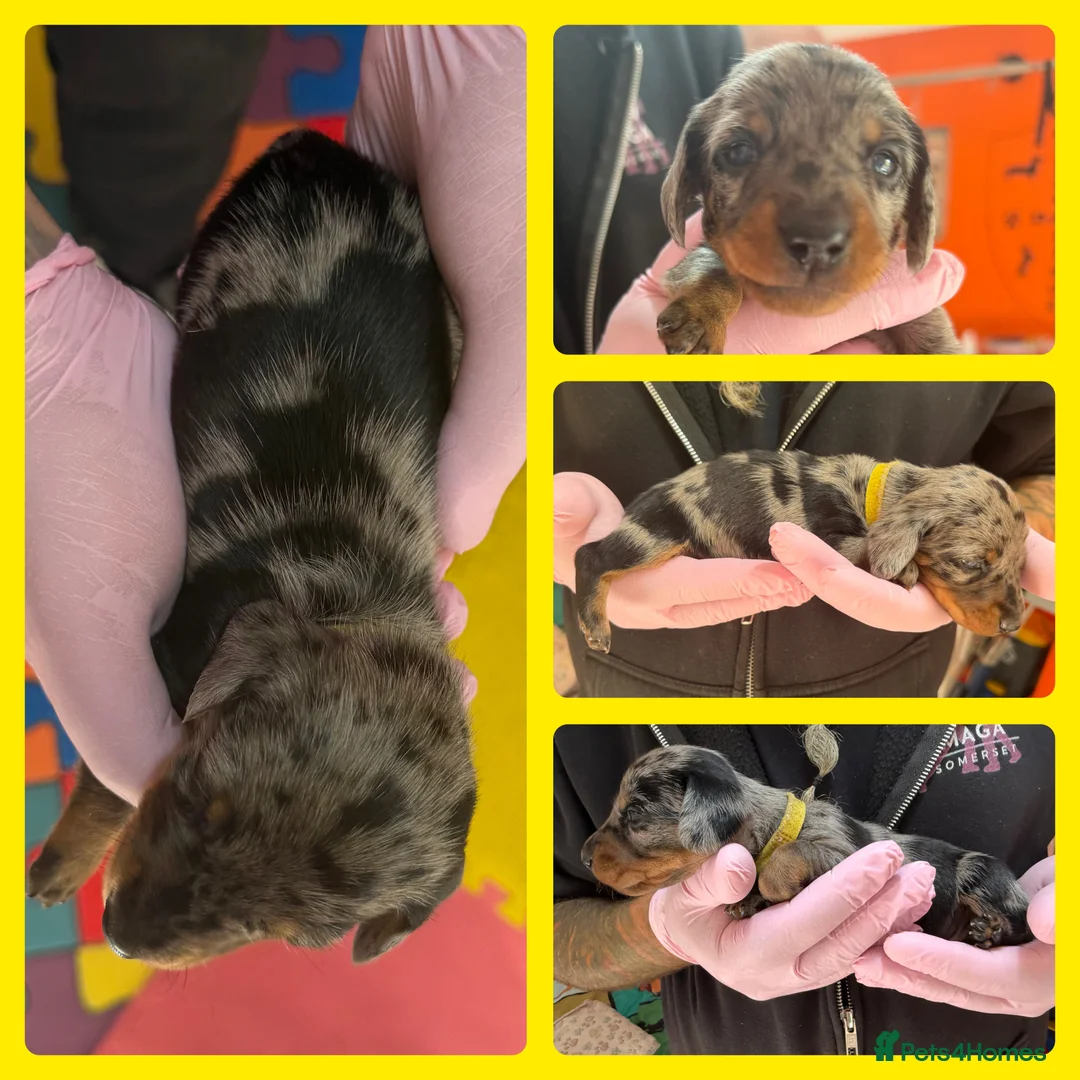 Miniature Dachshund dogs for sale: KC Mini Dachshund Silver Dapple Brindle Puppies  in Umberleigh - Advert 2