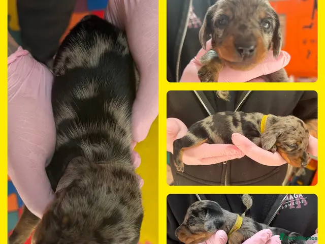 Miniature Dachshund dogs KC Mini Dachshund Silver Dapple Brindle Puppies - Advert 2