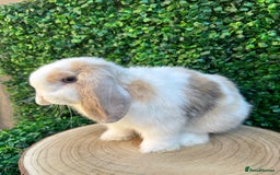 Mini Lop rabbits for sale: 🌟 mini lop babies 🌟 - Image 14
